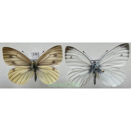 Pieris bryoniae flavescens Müller, 1933 pair Igen. Austria11b